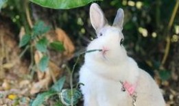 兔子只吃土瓜,兔子赖以生存的绿色食粮